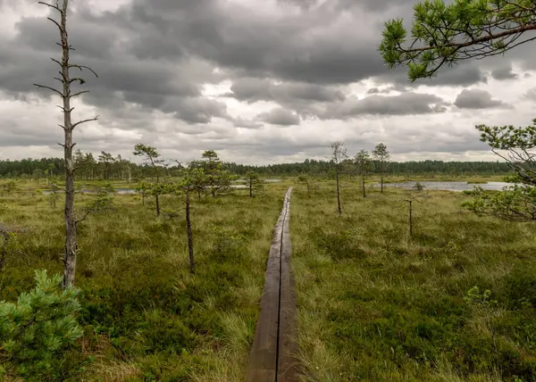 Paisaje Con Sendero Húmedo Madera Través Humedales Pantanosos Con Pequeños —  Fotos de Stock