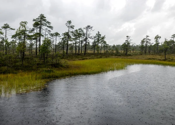 Regenachtige Sombere Dag Het Moeras Textuur Van Regendruppels Het Oppervlak — Stockfoto