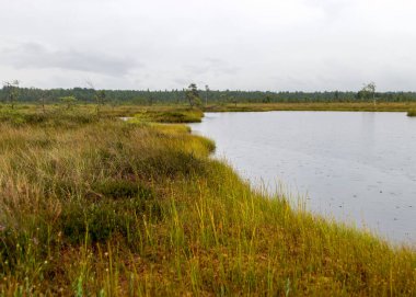Bataklıkta yağmurlu ve kasvetli bir gün, geleneksel bataklık manzarası ıslak ağaçlar, çimenler ve bataklık yosunları, sisli ve yağmurlu bir arka plan, sonbahar