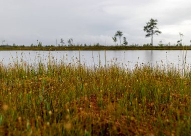 Bataklıkta yağmurlu ve kasvetli bir gün, geleneksel bataklık manzarası ıslak ağaçlar, çimenler ve bataklık yosunları, sisli ve yağmurlu bir arka plan, sonbahar