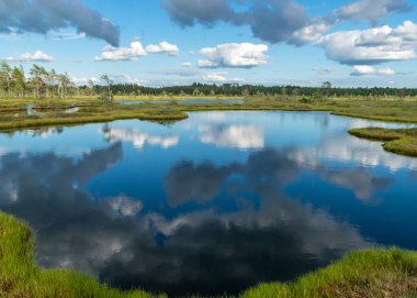Bataklıktan gelen güneşli yaz manzarası, beyaz kümülüs bulutları karanlık bataklık sularını yansıtıyor. Parlak yeşil bataklık çimenleri ve gölün kıyısında küçük bataklık çamları. Nigula bataklığı, Estonya