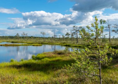 Bataklıktan gelen güneşli yaz manzarası, beyaz kümülüs bulutları karanlık bataklık sularını yansıtıyor. Parlak yeşil bataklık çimenleri ve gölün kıyısında küçük bataklık çamları. Nigula bataklığı, Estonya