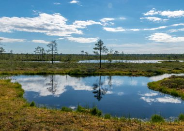 Bataklıktan gelen güneşli yaz manzarası, beyaz kümülüs bulutları karanlık bataklık sularını yansıtıyor. Parlak yeşil bataklık çimenleri ve gölün kıyısında küçük bataklık çamları. Nigula bataklığı, Estonya