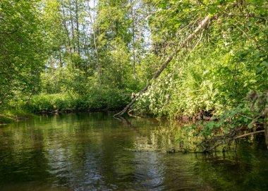 Orman nehir yansıması manzaralı yaz manzarası, yeşil orman nehir manzarası