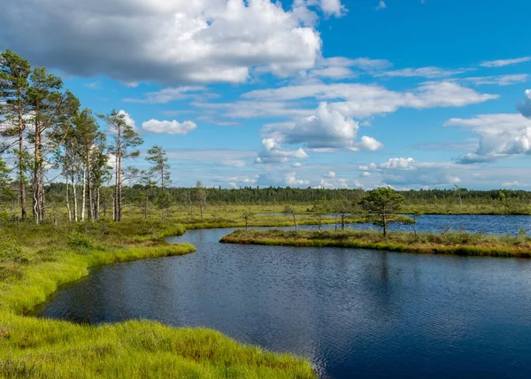 Bataklıktan gelen güneşli yaz manzarası, beyaz kümülüs bulutları karanlık bataklık sularını yansıtıyor. Parlak yeşil bataklık çimenleri ve gölün kıyısında küçük bataklık çamları. Nigula bataklığı, Estonya