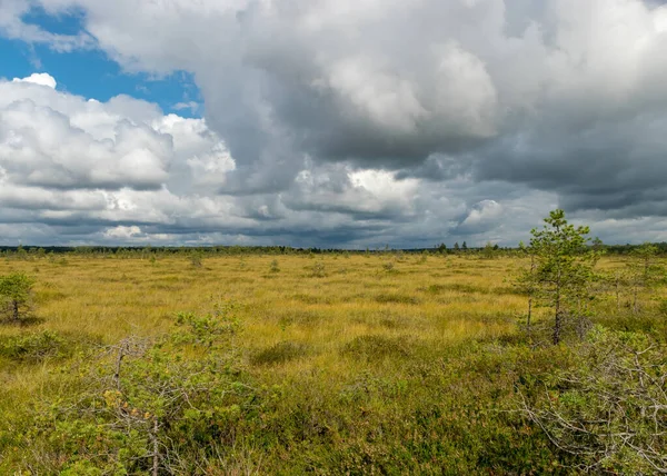 Paysage Estival Traditionnel Partir Marécage Cumulus Blancs Nuages Herbe Tourbière — Photo