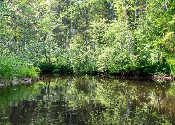 Orman nehir yansıması manzaralı yaz manzarası, yeşil orman nehir manzarası