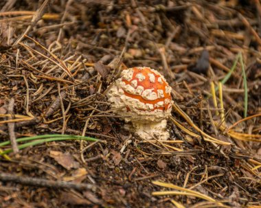 Ormanda yabani mantar, çimen, yosun, liken ve kuru dallarla geleneksel orman arka planı, sonbahar orman dokusu.