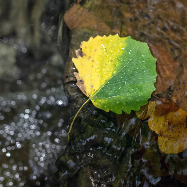시간에 색깔의 나뭇잎 — 스톡 사진