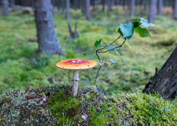 Naturlig Skog Bakgrund Vilda Svampar Skogen Traditionell Skog Bakgrund Med — Stockfoto