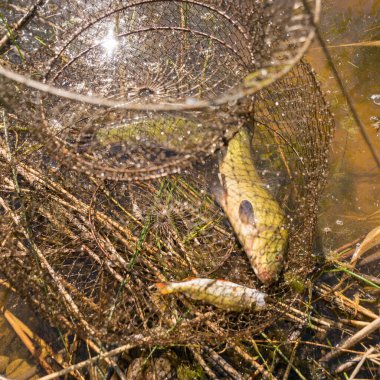 Balıkçı ağındaki onluk fotoğraf, balıkçı avı, yaz zamanı.