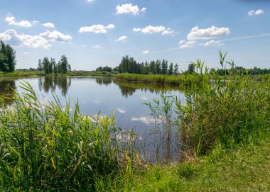 Göl kenarındaki güneşli yaz manzarası, ön planda sazlıklar ve çimenler, sakin göl suyu, suda güzel yansımalar, yaz mevsimi,