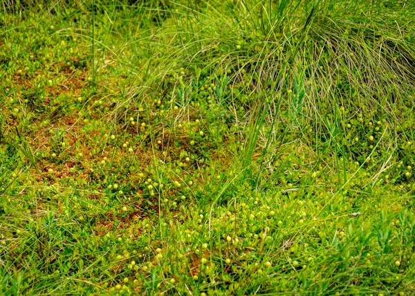 Fondo Verde Arándano Hierba Verde Vegetación Pantanosa Hora Verano —  Fotos de Stock