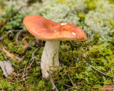 Ormanda yabani mantar, çimen, yosun, liken ve kuru dallarla geleneksel orman arka planı, sonbahar orman dokusu.