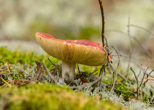 Fungo Selvatico Nella Foresta Sfondo Della Foresta Tradizionale Con Erba — Foto Stock