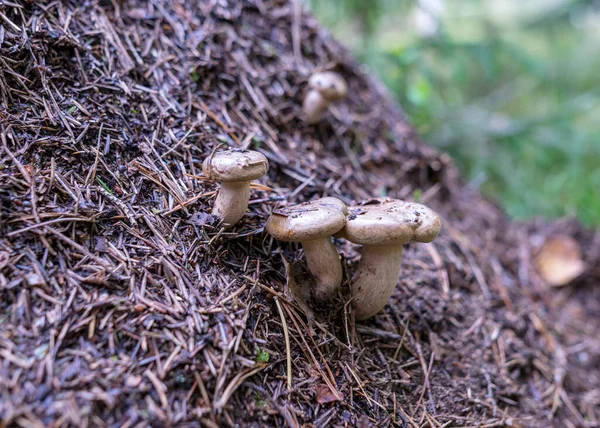 Arrière Plan Forêt Naturelle Champignon Sauvage Dans Forêt Arrière Plan — Photo