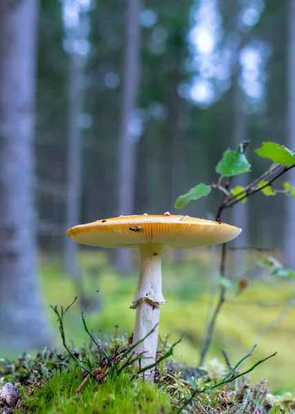 Vild Svamp Skogen Traditionell Skogsbakgrund Med Gräs Mossa Lavar Och — Stockfoto