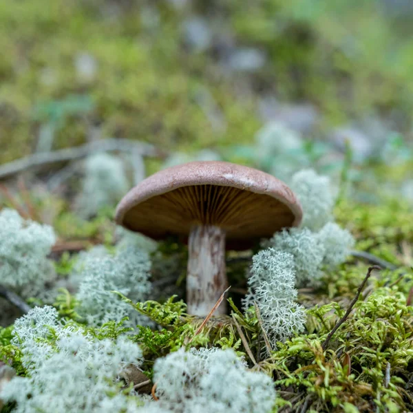 Sfondo Della Foresta Naturale Fungo Selvatico Nella Foresta Sfondo Della — Foto Stock