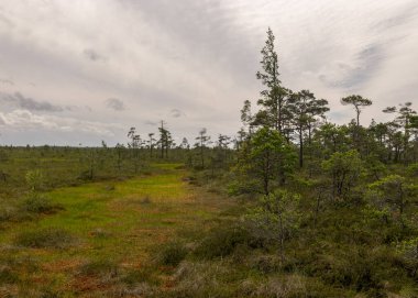 Traditional bog landscape on a summer day, bog vegetation, windy weather, Nigula Nature Reserve, Estonia clipart