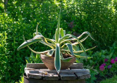Yaz manzarası kil bir çömlekte agave fideleri, yaz bahçesi
