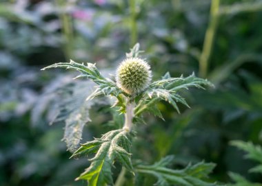 Dekoratif yeşil devedikeni çiçeği, bulanık arka plan, yaz manzarası