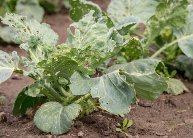 Yeşil lahana fideleri olan arazi, kırsal alanda yaz.