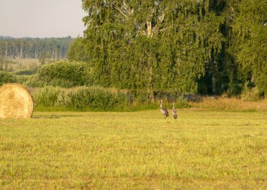 Kırsal kesimde güneşli yaz mevsiminde, biçilmiş bir tarlada kuş siluetleri olan manzara
