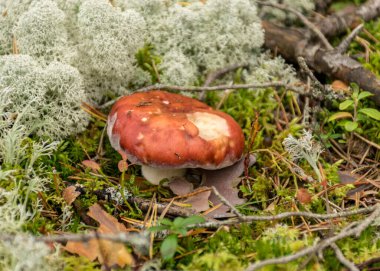 Doğal orman arka planı, ormandaki yabani mantarlar, çimen, yosun, liken ve kuru dallarla geleneksel orman arka planı, sonbahar orman dokusu, sonbahar