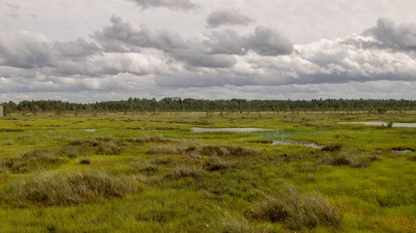 Traditionelle Moorlandschaft Einem Sommertag Moorvegetation Windiges Wetter Nigula Nature Reserve — Stockfoto