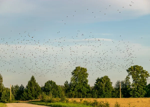 beautiful autumn landscape with many small migratory birds flying, migratory birds flying away, autumn