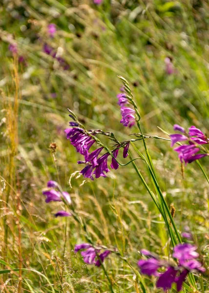 Sonnige Sommerlandschaft Mit Vogelbeobachtungsturm Meer Kabli Kreis Parnu Estland — Stockfoto