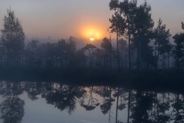 Sabahın erken saatlerinde bataklıktan sihirli gündoğumu manzarası, sabah sisli ağaç siluetleri, sisli arka plan bulanıklığı, geleneksel bataklık bitkisi, Madieseni bataklığı, Letonya