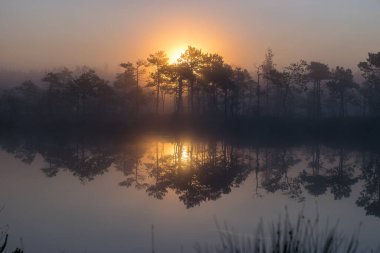 Sabahın erken saatlerinde bataklıktan sihirli gündoğumu manzarası, sabah sisli ağaç siluetleri, sisli arka plan bulanıklığı, geleneksel bataklık bitkisi, Madieseni bataklığı, Letonya