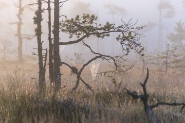 Sabahın erken saatlerinde bataklıktan sihirli gündoğumu manzarası, sabah sisli ağaç siluetleri, sisli arka plan bulanıklığı, geleneksel bataklık bitkisi, Madieseni bataklığı, Letonya