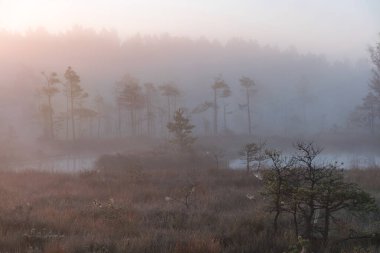 Sabahın erken saatlerinde bataklıktan sihirli gündoğumu manzarası, sabah sisli ağaç siluetleri, sisli arka plan bulanıklığı, geleneksel bataklık bitkisi, Madieseni bataklığı, Letonya