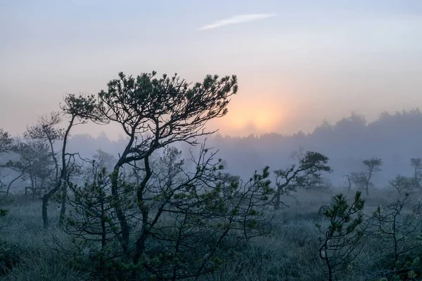 Magiczny Wschód Słońca Bagna Wczesnym Rankiem Sylwetki Drzew Porannej Mgle — Zdjęcie stockowe