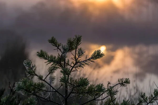 Mágico Paisaje Del Amanecer Desde Pantano Madrugada Siluetas Árboles Niebla — Foto de Stock