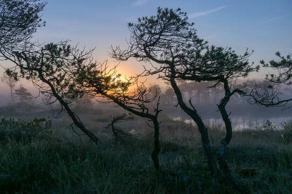 Magical Sunrise Landscape Bog Early Morning Tree Silhouettes Morning Mist — Stock Photo, Image