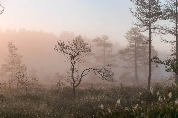 magical sunrise landscape from the bog in the early morning, tree silhouettes in the morning mist, blurred background in the fog, traditional bog vegetation, Madieseni swamp, Latvia