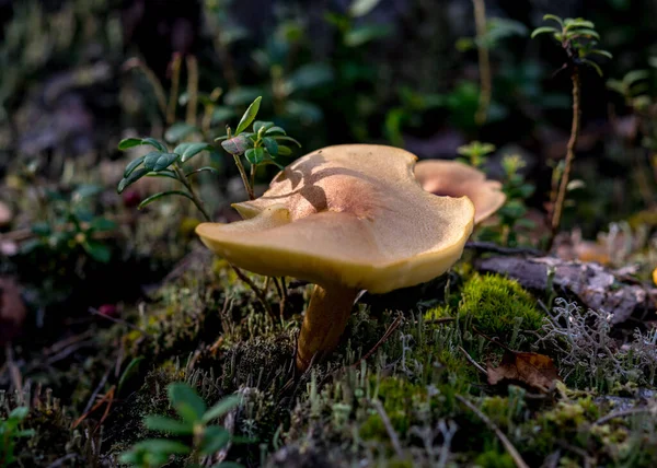 Vild Svamp Skogen Traditionell Skogsbakgrund Med Gräs Mossa Lavar Och — Stockfoto