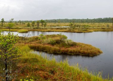 Bataklıkta yağmurlu ve kasvetli bir gün, karanlık bir bataklık gölünün yüzeyindeki yağmur damlalarının dokusu, ıslak ağaçlar, çimenler ve bataklık yosunu, sisli ve yağmurlu bir arka plan, sonbahar
