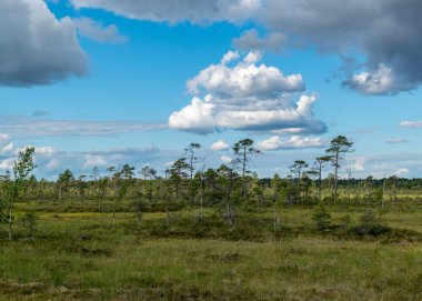Beyaz kümülüs bulutlarının oluşturduğu geleneksel yaz manzarası. Parlak yeşil bataklık çimleri ve küçük bataklık çamları. Nigula bataklığı, Estonya