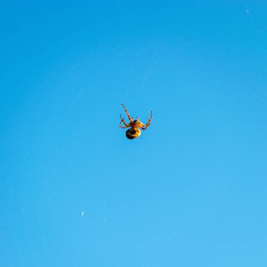 Mavi arkaplanda örümcekli fotoğraf