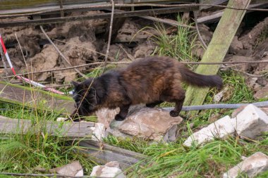 Siyah kedili manzara, yeşil çimenli arka planda beyaz tuğla kalıntıları, bulutlu hava, yaz