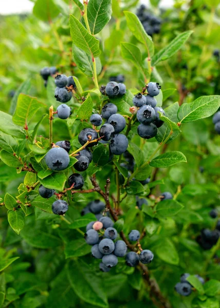 Böğürtlen tarlası, sulu yaban mersinlerinin yakın görüntüsü, hasat zamanı, sonbahar zamanı.