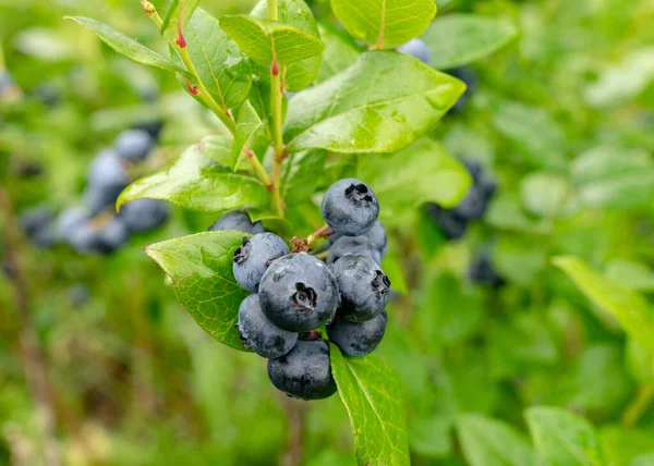 Blueberry Field Close View Juicy Blueberry Berries Harvest Time Autumn — Stock Photo, Image