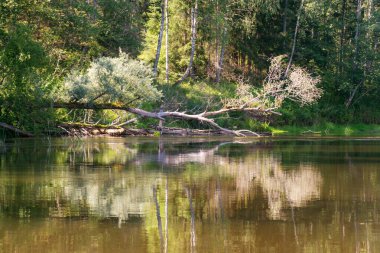 Nehirde güzel bir sabah, sudaki kıyı ve ağaç yansımaları, Gauja nehri, Letonya