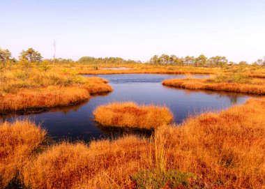 Geleneksel turba bataklık manzarası, sonbaharda boyanmış bataklık bitkisi, çimenler, yosunlar zemini kaplıyor, Letonya bataklığı