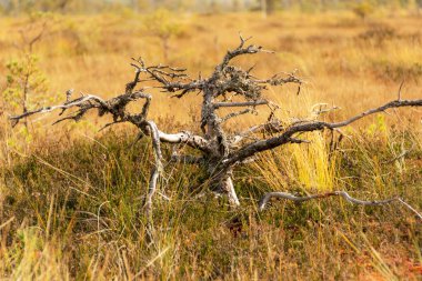 Bataklık manzarası, sonbaharda boyanmış bataklık bitkisi, çimenler, yosunlar zemini kaplıyor, bataklık çamları, Kodaja bataklığı, Letonya
