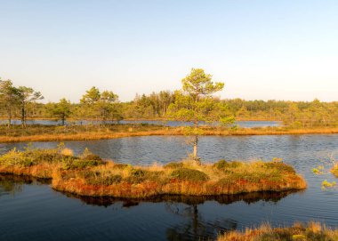 Bataklık manzarası, sonbaharda boyanmış bataklık bitkileri, küçük bataklık gölleri, küçük bataklık çam ağaçları, çimenler, yosun kaplı adalar, Kodaja bataklığı, Letonya
